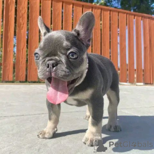 Zdjęcie №2 do zapowiedźy № 138244 na sprzedaż  owczarek francuski beauceron, buldog francuski - wkupić się USA hodowca