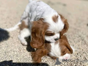 Zdjęcie №1. cavalier king charles spaniel - na sprzedaż w Münstermaafeld | 2774zł | Zapowiedź №175102