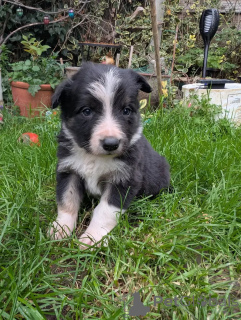 Zdjęcie №1. border collie - na sprzedaż w Rastatt | 2774zł | Zapowiedź №175703