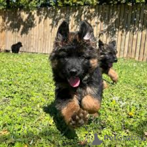 Zdjęcie №3. Deutsche Schäferhundwelpen zu verkaufen. Austria