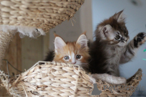 Zdjęcie №3. Kocięta rasy Maine Coon z rodowodem do adopcji. Niemcy