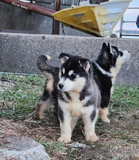 Zdjęcie №2 do zapowiedźy № 159858 na sprzedaż   - wkupić się Litwa prywatne ogłoszenie