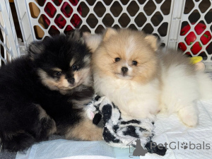 Zdjęcie №2 do zapowiedźy № 161682 na sprzedaż   - wkupić się Kanada 