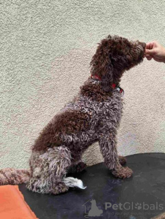 Dodatkowe zdjęcia: Szczenięta Lagotto Romagnolo