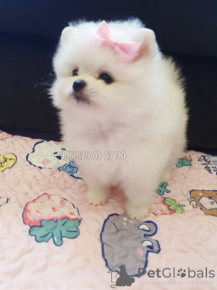 Zdjęcie №4. Sprzedam szpic miniaturowy w Tbilisi. prywatne ogłoszenie, od żłobka, hodowca - cena - negocjowane