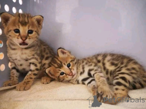 Zdjęcie №3. Śliczne kocięta SavannaBusiness Whatsapp 2295825241. Niemcy