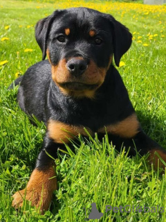 Zdjęcie №2 do zapowiedźy № 106586 na sprzedaż  rottweiler - wkupić się Łotwa hodowca