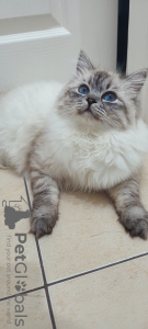 Zdjęcie №2 do zapowiedźy № 88079 na sprzedaż  neva masquerade - wkupić się Republika Czeska prywatne ogłoszenie