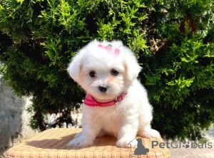 Zdjęcie №1. maltańczyk - na sprzedaż w Fagerudd | negocjowane | Zapowiedź №162480