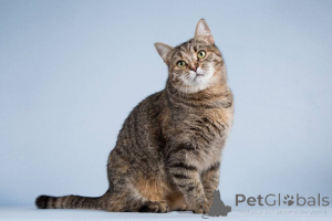 Zdjęcie №2 do zapowiedźy № 151250 na sprzedaż   - wkupić się Federacja Rosyjska prywatne ogłoszenie