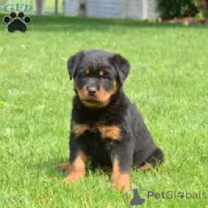 Zdjęcie №3. Koop szczenięcia Rottweilera. Holandia