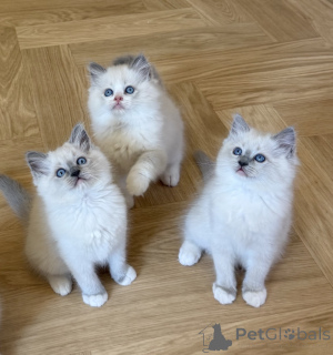 Zdjęcie №1. ragdoll - na sprzedaż w Charleroi | Bezpłatny | Zapowiedź № 171862