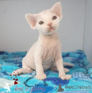 Zdjęcie №1. devon rex - na sprzedaż w Monachium | 837zł | Zapowiedź № 123673