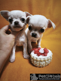 Zdjęcie №4. Sprzedam pies nierasowy w Tbilisi. prywatne ogłoszenie, od żłobka, hodowca - cena - negocjowane