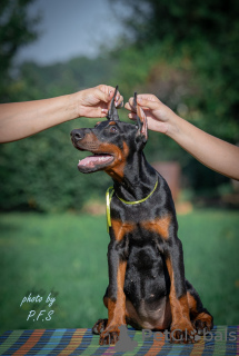 Dodatkowe zdjęcia: Doberman szczenięta na sprzedaż