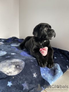 Zdjęcie №2 do zapowiedźy № 132748 na sprzedaż  cane corso - wkupić się Niemcy prywatne ogłoszenie