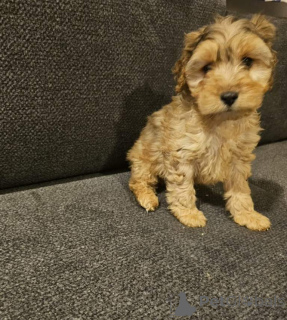 Zdjęcie №2 do zapowiedźy № 166925 na sprzedaż  cocker spaniel angielski - wkupić się Niemcy prywatne ogłoszenie