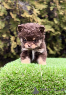 Zdjęcie №2 do zapowiedźy № 138839 na sprzedaż  buldog francuski - wkupić się Serbia 