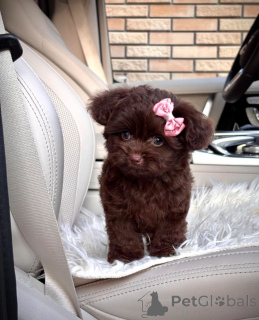 Zdjęcie №2 do zapowiedźy № 154269 na sprzedaż  bolonka - wkupić się USA hodowca