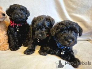 Zdjęcie №3. Zabawkowe szczenięta Schnoodle (Sznaucer X Pudel zabawkowy. Austria