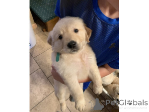 Zdjęcie №1. labrador retriever - na sprzedaż w Drezno | 3588zł | Zapowiedź №161274