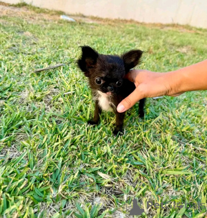 Zdjęcie №1. chihuahua (rasa psów) - na sprzedaż w Stan Mississippi | 4634zł | Zapowiedź №169103