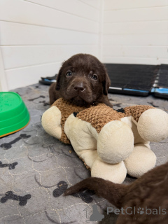 Zdjęcie №4. Sprzedam labrador retriever w Monachium. hodowca - cena - negocjowane