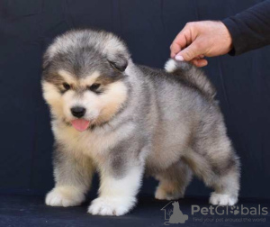 Zdjęcie №1. alaskan malamute - na sprzedaż w Šid | negocjowane | Zapowiedź №123288