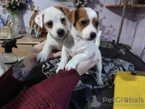 Zdjęcie №3. Mannlige Og Kvinnelige Jack Russell Terrier. - Til salgs. Norwegia