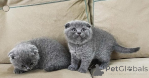 Zdjęcie №1. scottish fold - na sprzedaż w Luksemburg | negocjowane | Zapowiedź № 177248