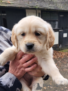 Zdjęcie №2 do zapowiedźy № 90612 na sprzedaż  golden retriever - wkupić się Niemcy prywatne ogłoszenie