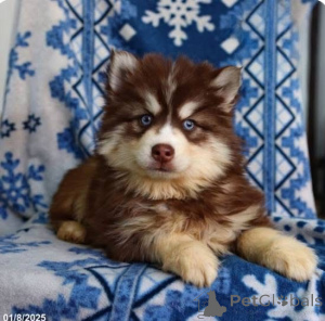 Zdjęcie №1.  - na sprzedaż w Miasto Londynu | negocjowane | Zapowiedź №161255