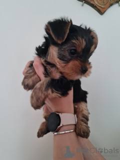 Zdjęcie №3. Sprzedam szczenięta Yorkshire Terrier. Niemcy