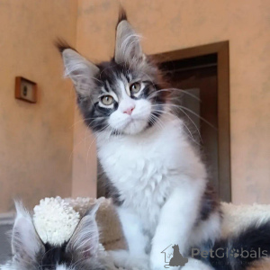 Zdjęcie №2 do zapowiedźy № 146003 na sprzedaż  maine coon - wkupić się Wielka Brytania prywatne ogłoszenie