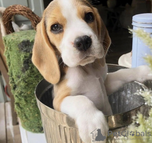 Zdjęcie №1. beagle (rasa psa) - na sprzedaż w Антверпен | 1674zł | Zapowiedź №96196