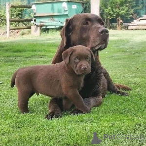 Zdjęcie №1. labrador retriever - na sprzedaż w Hamburg | 2317zł | Zapowiedź №168089