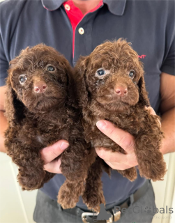 Zdjęcie №2 do zapowiedźy № 153447 na sprzedaż  pies nierasowy - wkupić się Niemcy 