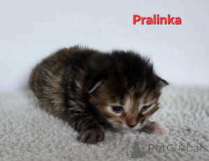 Zdjęcie №3. Kurylski bobtail. Polska