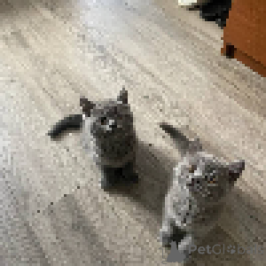 Zdjęcie №3. Zabawny w seriach - idealna równowaga energii i relaksu. Czarnogóra