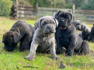 Zdjęcie №1. cane corso - na sprzedaż w Brema | negocjowane | Zapowiedź №166823