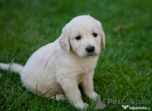 Zdjęcie №1. golden retriever - na sprzedaż w Ansubrg | 2392zł | Zapowiedź №150212