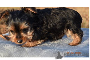 Zdjęcie №2 do zapowiedźy № 168784 na sprzedaż  yorkshire terrier - wkupić się USA 
