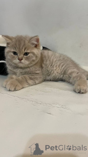 Zdjęcie №3. Sprzedawanie brytyjskich kocięta - rzadkie kolory, klasa VIP!. Polska