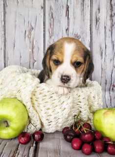 Zdjęcie №1. beagle (rasa psa) - na sprzedaż w Surgut | 3710zł | Zapowiedź №7038