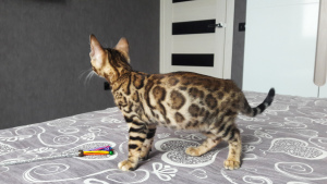 Zdjęcie №1. kot bengalski - na sprzedaż w Gomel | 3099zł | Zapowiedź № 1093