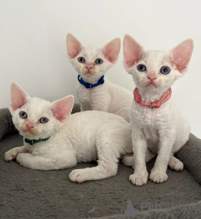 Zdjęcie №1. devon rex - na sprzedaż w Bonndorf | 1674zł | Zapowiedź № 174535