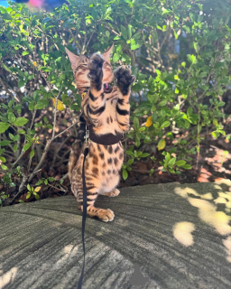 Zdjęcie №1. kot bengalski - na sprzedaż w Zug | 3588zł | Zapowiedź № 152742