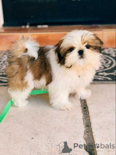 Zdjęcie №1. shih tzu - na sprzedaż w Warszawa | negocjowane | Zapowiedź №162413