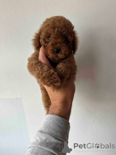 Zdjęcie №3. Krasowy pudel z czerwonym i moreli. Serbia