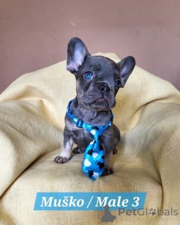 Zdjęcie №3. Szczenięta buldoga francuskiego w egzotycznych kolorach. Serbia